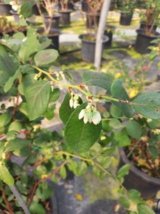 하늘농원님의 블루베리 · 자유게시판 작성글 사진