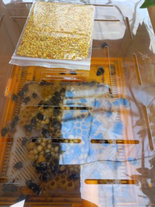 하늘농원님의 블루베리 · 자유게시판 작성글 사진