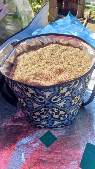 문해님의 참깨 · 자유게시판 작성글 사진