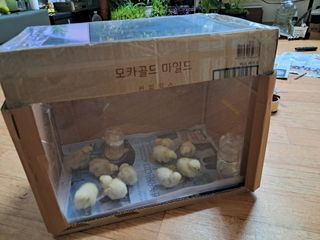 금동이네님의 자유주제 · 자유게시판 작성글 사진