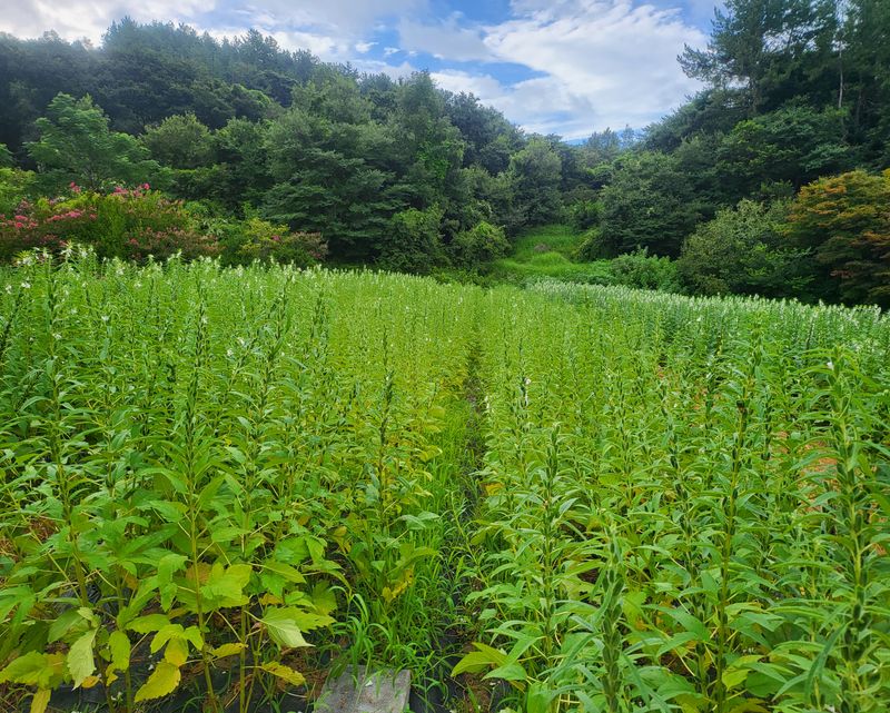 안셀모주님의 장터 판매 상품 [김장배추.무우.대파.등등 비료구입 요청을 합니다.] 첨부 사진