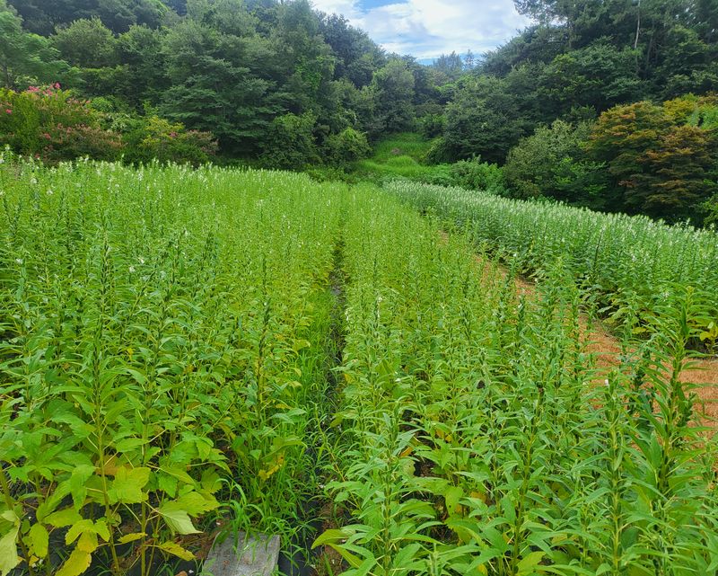 안셀모주님의 장터 판매 상품 [김장배추.무우.대파.등등 비료구입 요청을 합니다.] 첨부 사진
