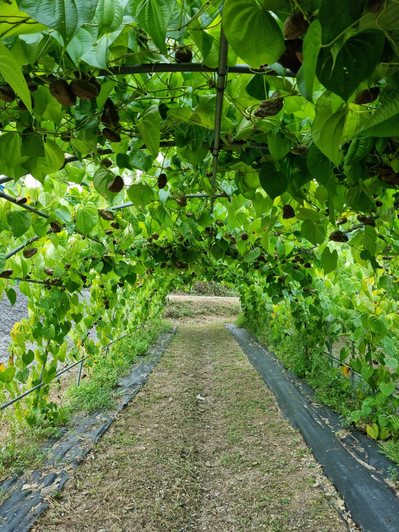 장터 상품 [하늘마5키로] 썸네일