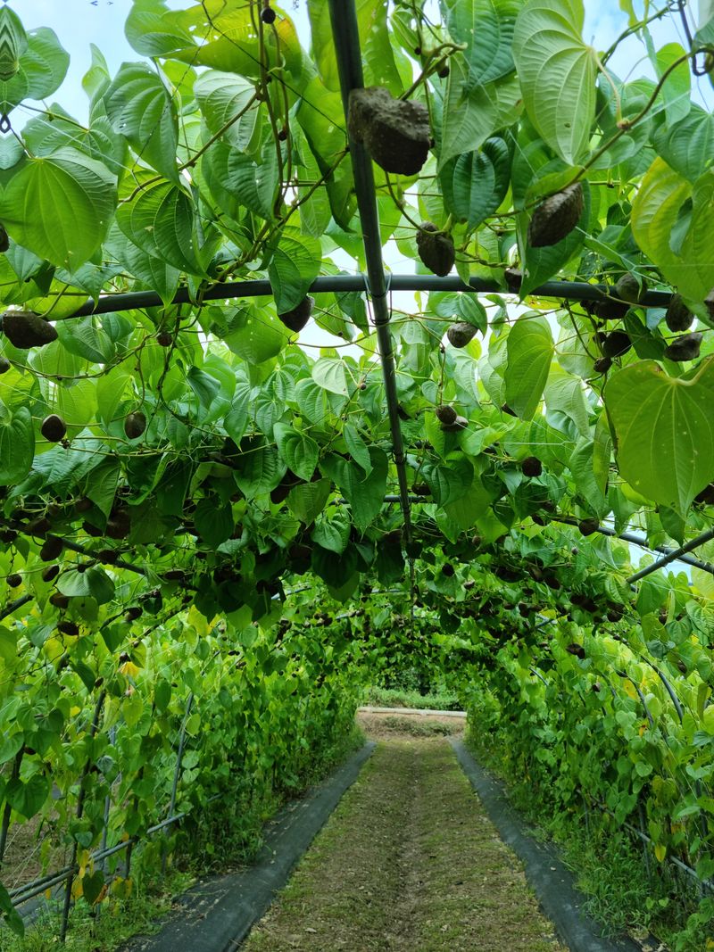 임동엽님의 장터 판매 상품 [하늘마5키로] 첨부 사진