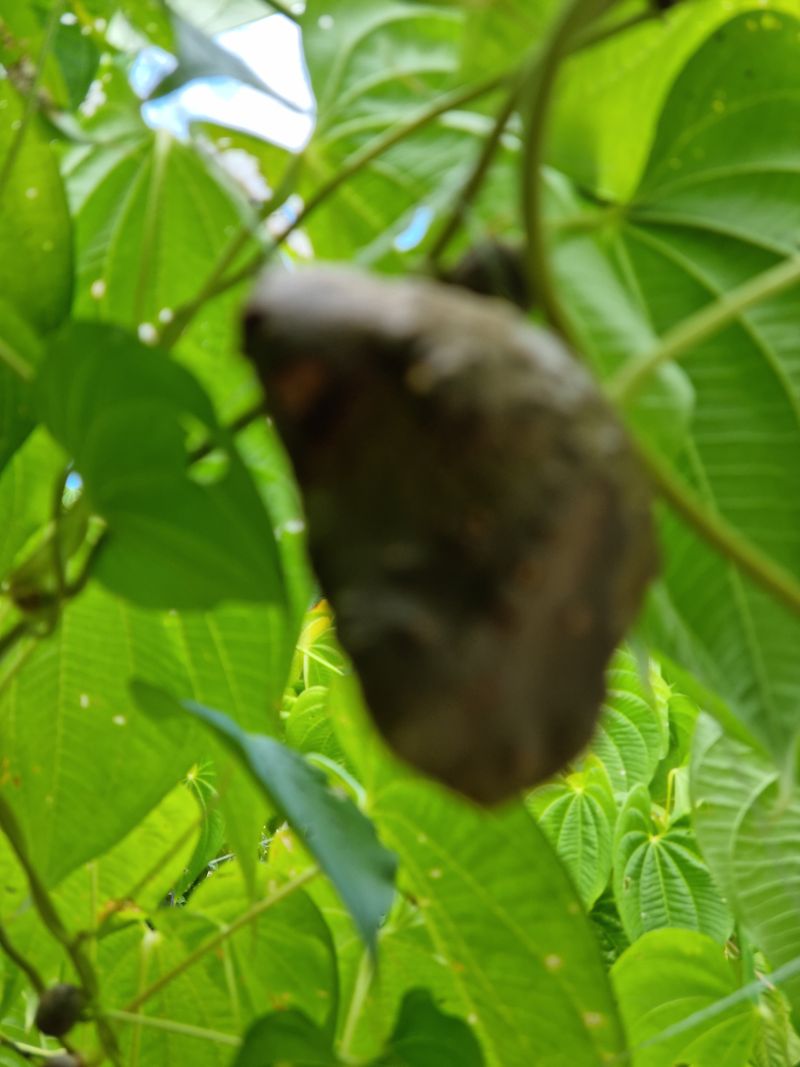 임동엽님의 장터 판매 상품 [하늘마5키로] 첨부 사진