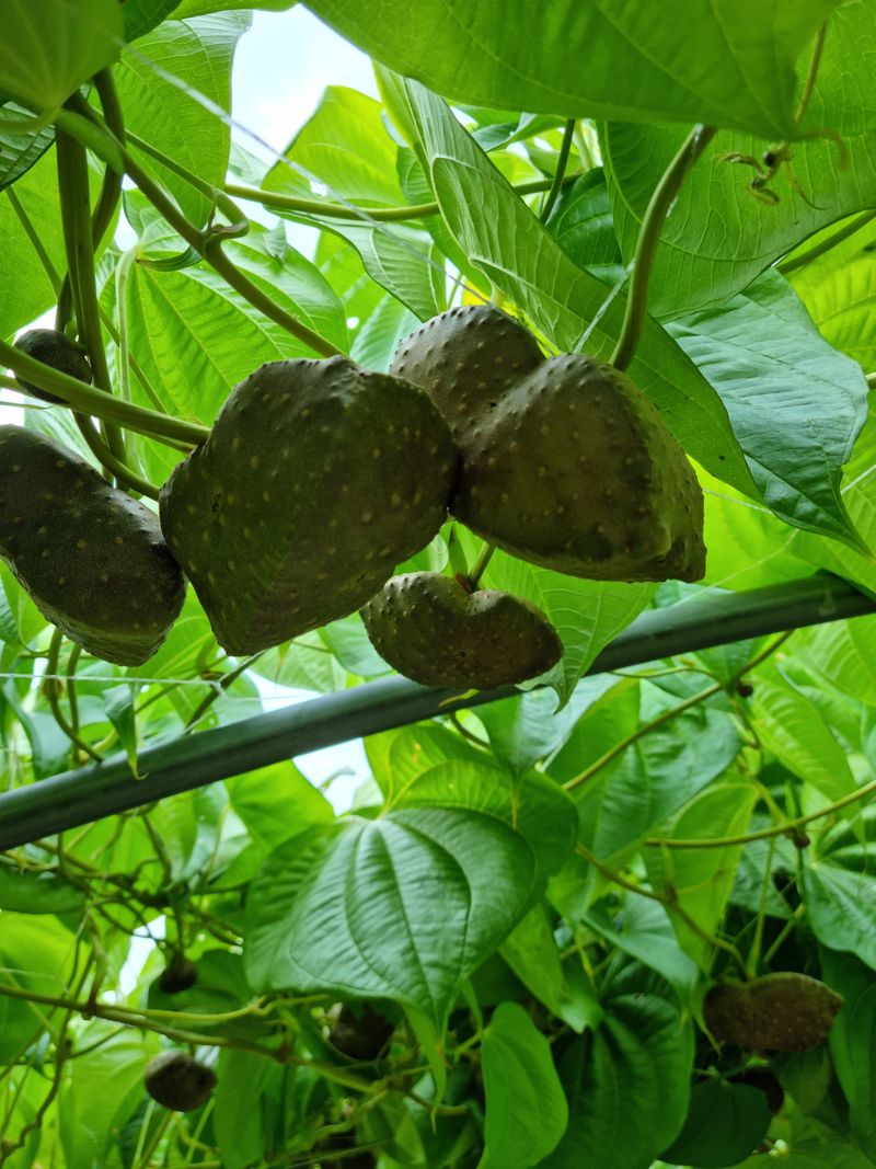 임동엽님의 장터 판매 상품 [하늘마5키로] 첨부 사진