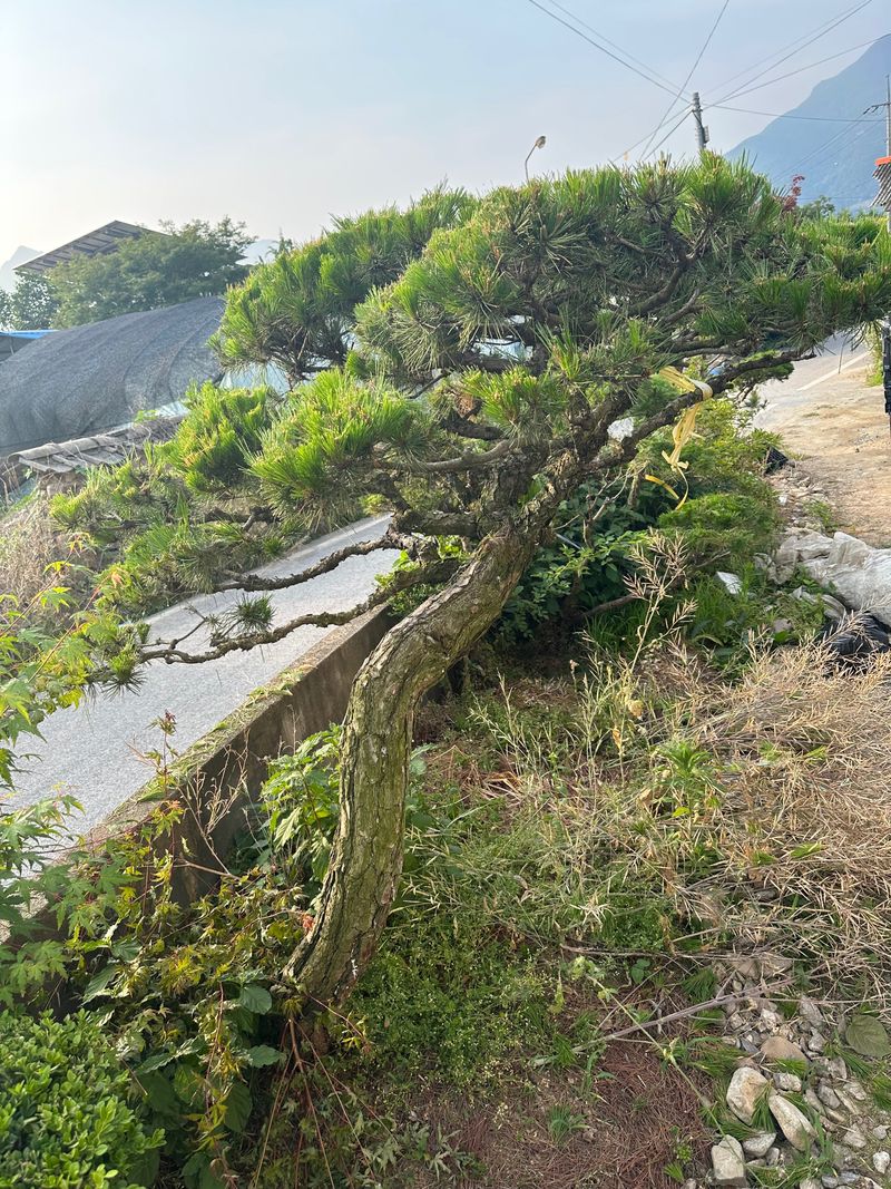 장터 상품 [소나무조경수] 썸네일