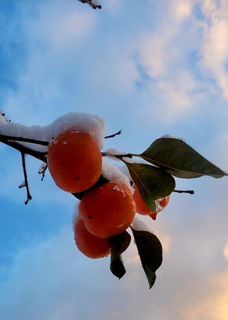 주말농장주님의 내가 아는 최고의 농부는? · 참여글 작성글 사진