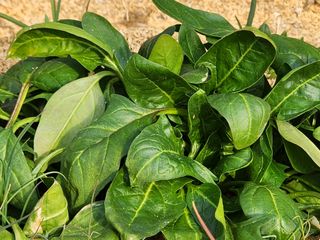 설악곰님의 자유주제 · 자유게시판 작성글 사진