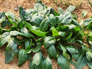 설악곰님의 자유주제 · 자유게시판 작성글 사진