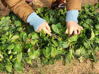 설악곰님의 자유주제 · 자유게시판 작성글 사진