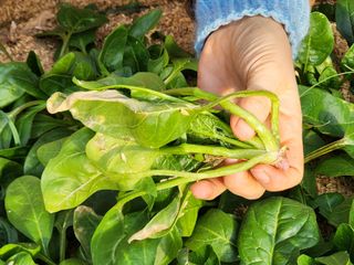 설악곰님의 자유주제 · 자유게시판 작성글 사진