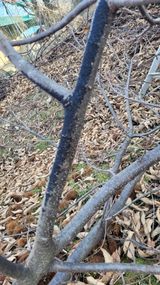 팜모닝 기타작물·병해충상담 게시글 이미지