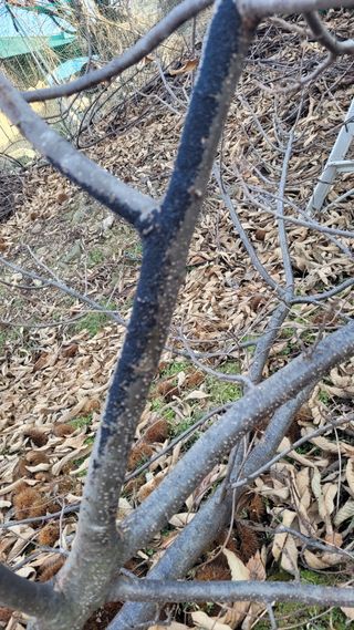 성심농원님의 기타작물 · 병해충상담 작성글 사진