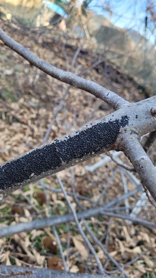 성심농원님의 기타작물 · 병해충상담 작성글 사진