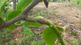 김현필님의 감 · 병해충상담 작성글 사진