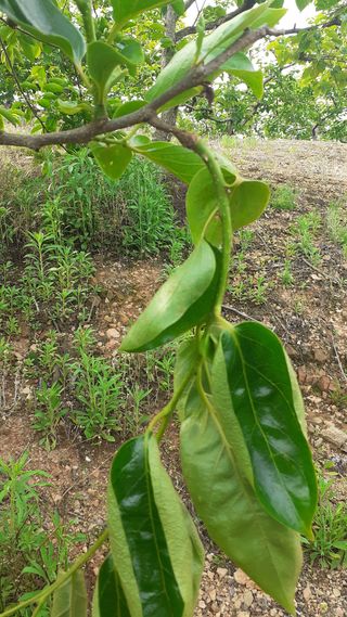 김현필님의 감 · 병해충상담 작성글 사진