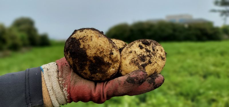 장터 상품 [제주담은농장 감자] 썸네일