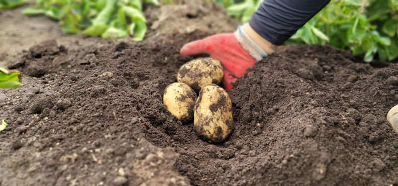 제주담은농장님의 장터 판매 상품 [제주담은농장 감자] 첨부 사진