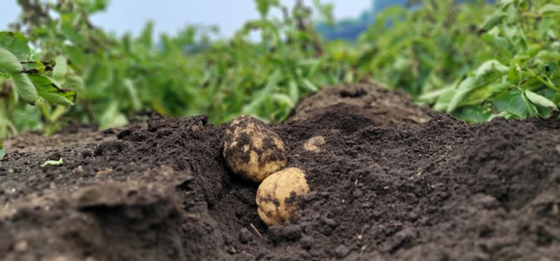 제주담은농장님의 장터 판매 상품 [제주담은농장 감자] 첨부 사진