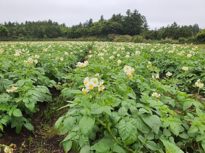 제주담은농장님의 장터 판매 상품 [제주담은농장 감자] 첨부 사진
