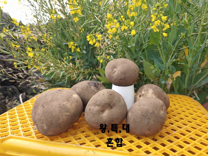제주담은농장님의 장터 판매 상품 [제주담은농장 감자] 첨부 사진