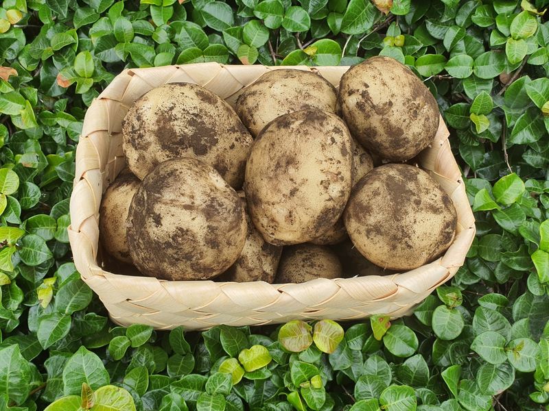 제주담은농장님의 장터 판매 상품 [제주담은농장 감자] 첨부 사진