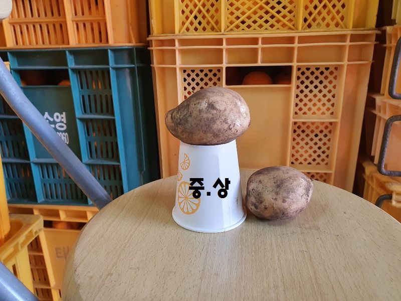 제주담은농장님의 장터 판매 상품 [제주담은농장 감자] 첨부 사진