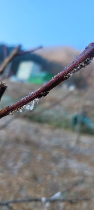 완전초보님의 농사, 무엇이든 물어보세요! · 참여글 작성글 사진