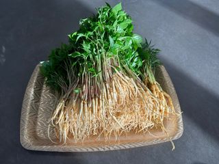 치유숲모이라양재순님의 팜모닝공식 · 광고승인요청 작성글 사진