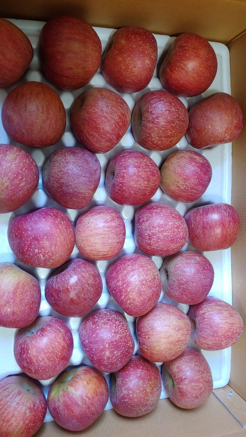 장터 상품 [청송꿀사과 꼬마사과(한입사과),가정용(흠집사과)5kg,10kg] 썸네일