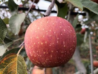 다나농원 이진우님의 작성글 사진