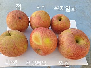 다나농원 이진우님의 작성글 사진