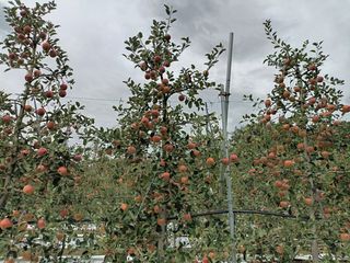 다나농원 이진우님의 작성글 사진