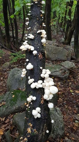 장철식님의 버섯 · 일상 작성글 사진