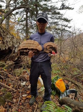 장철식님의 버섯 · 일상 작성글 사진