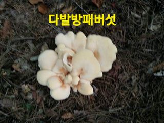 장철식님의 버섯 · 일상 작성글 사진