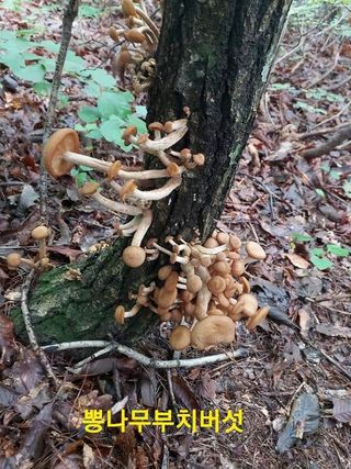 장철식님의 버섯 · 일상 작성글 사진