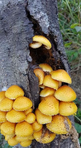 장철식님의 버섯 · 일상 작성글 사진