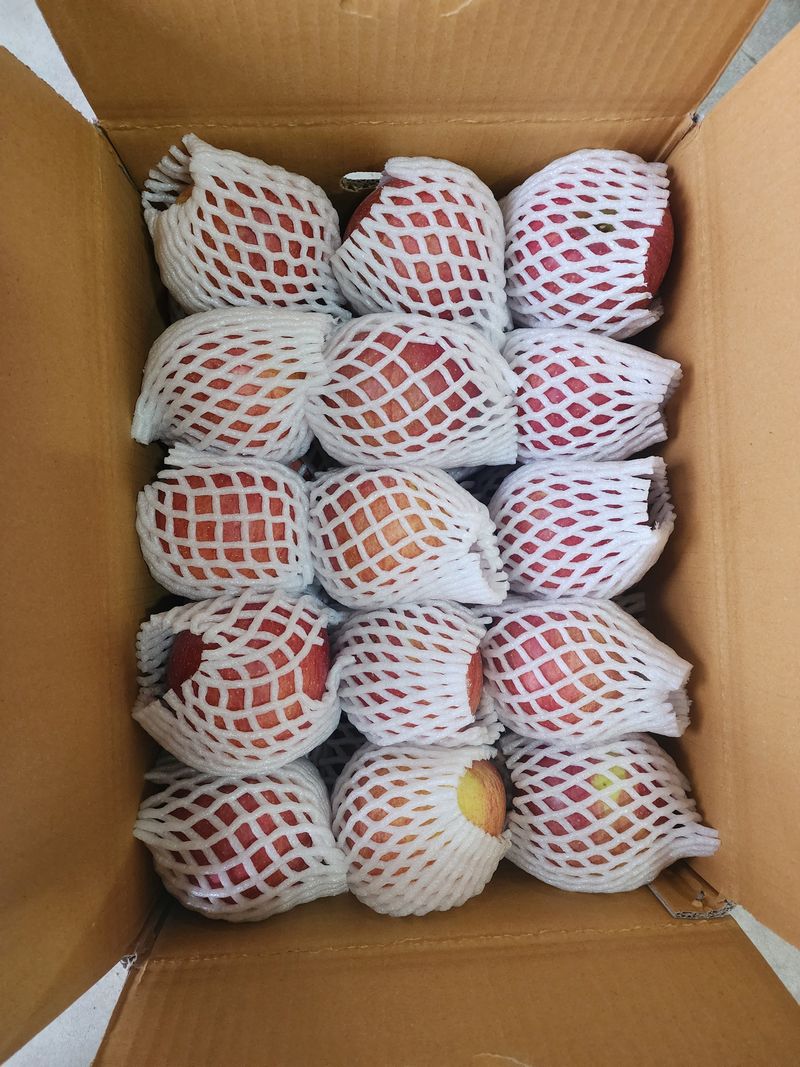 사과청일농원🍎님의 장터 판매 상품 [(5월에마감)청송햇부사 흠집 5kg 10kg  흠집 ] 첨부 사진