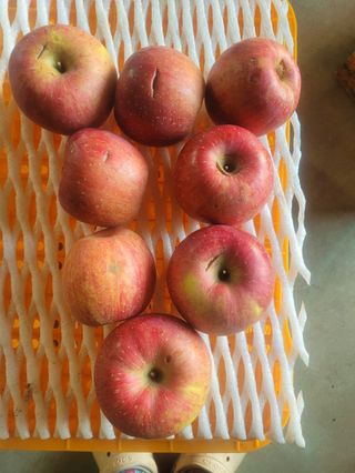 사과청일농원🍎님의 작성글 사진