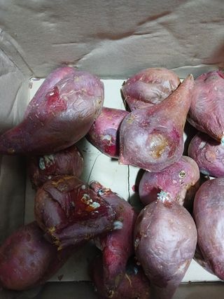 안재홍님의 고구마 · 자유게시판 작성글 사진