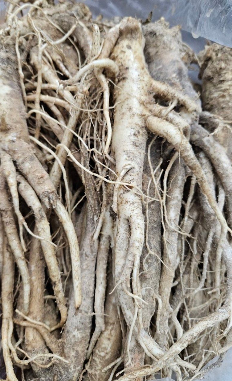 손윤영/수채화농원님의 장터 판매 상품 [수재 가마솥 대추 껄죽즙 30개] 첨부 사진