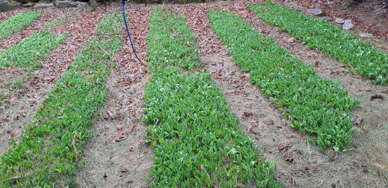 황덕순 님의 장터 판매 상품 [명이나물모종(6년근)] 첨부 사진