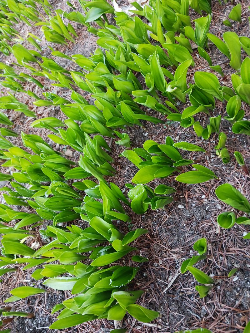 황덕순 님의 장터 판매 상품 [명이나물모종(6년근)] 첨부 사진