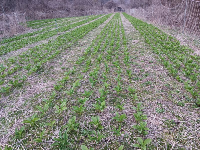 황덕순 님의 장터 판매 상품 [명이나물모종(6년근)] 첨부 사진