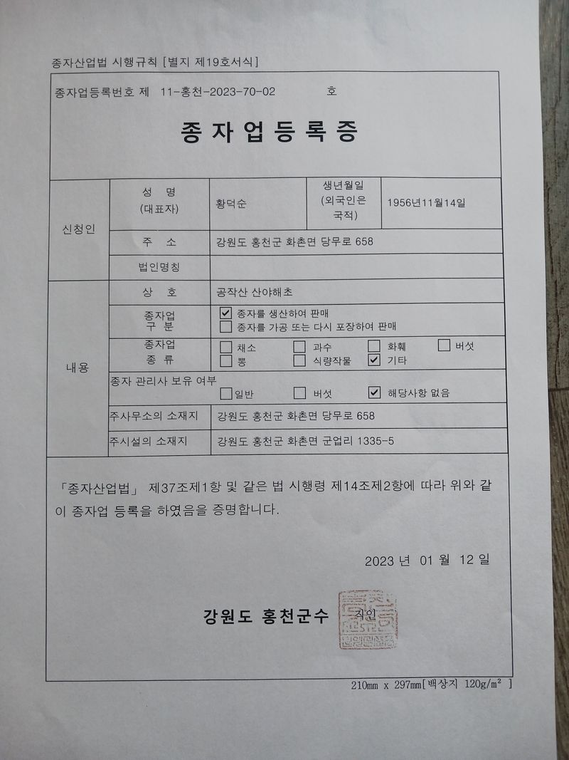 황덕순 님의 장터 판매 상품 [명이나물모종(6년근)] 첨부 사진