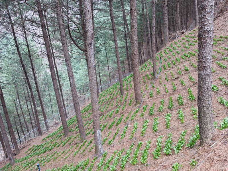 황덕순 님의 장터 판매 상품 [명이나물모종(6년근)] 첨부 사진