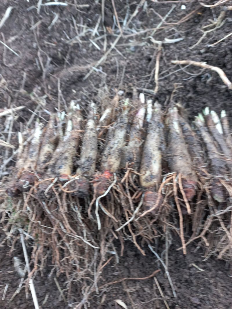 황덕순 님의 장터 판매 상품 [명이나물모종(6년근)] 첨부 사진