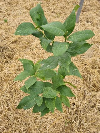 선선농원님의 기타작물 · 영농일지 작성글 사진